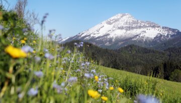 Blühende Wiese mit Berg im Hintergrund | © © Mostviertel Tourismus GmbH